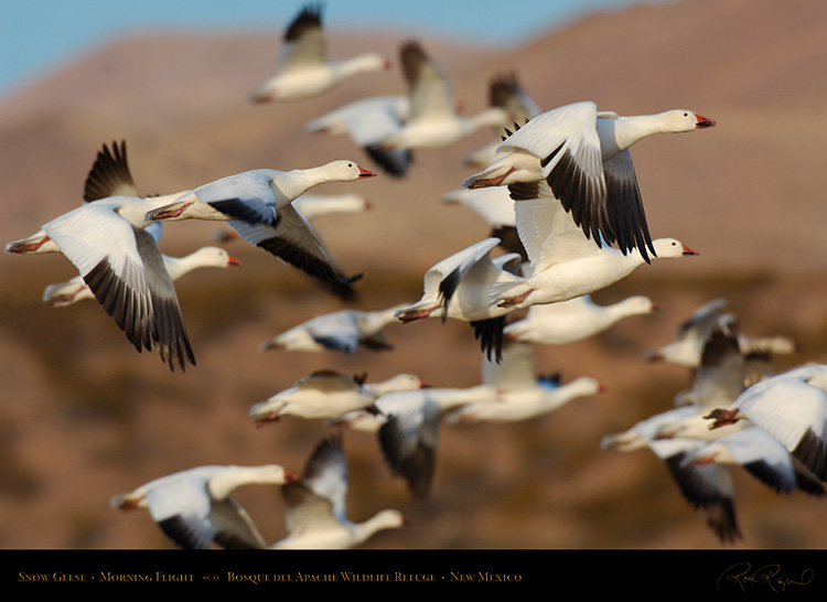 SnowGeese_MorningFlight_X0864