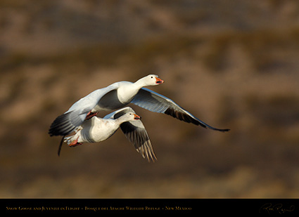 SnowGeese_MorningFlight_X0872