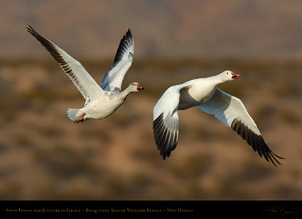 SnowGeese_MorningFlight_X0890