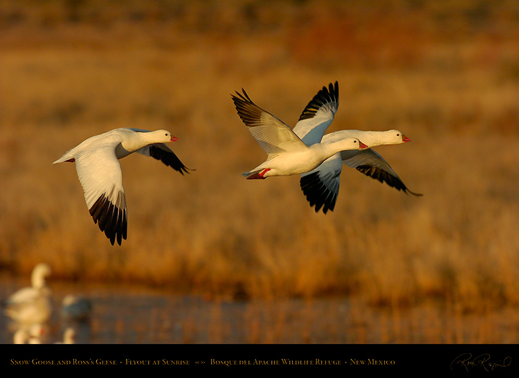 SnowGeese_atSunrise_3651