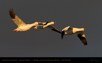 SnowGeese_atSunrise_3659