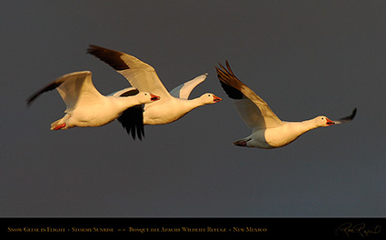 SnowGeese_atSunrise_3660