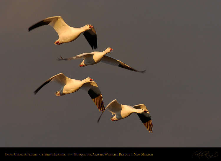 SnowGeese_atSunrise_3665