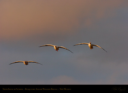 SnowGeese_atSunrise_3677