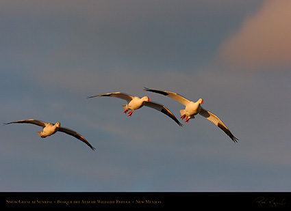 SnowGeese_atSunrise_3678