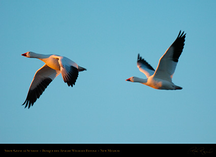 SnowGeese_atSunrise_4000