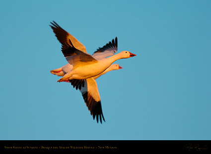 SnowGeese_atSunrise_4004