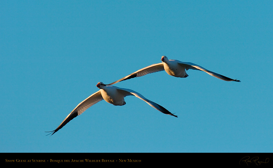 SnowGeese_atSunrise_4097_16x9