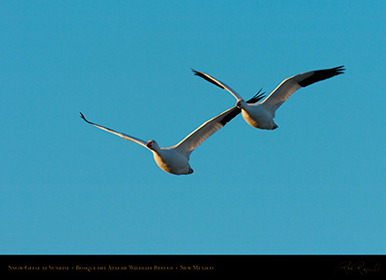 SnowGeese_atSunrise_4098