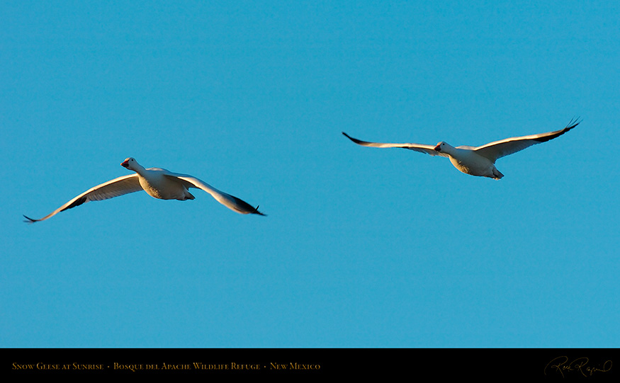 SnowGeese_atSunrise_4111_16x9