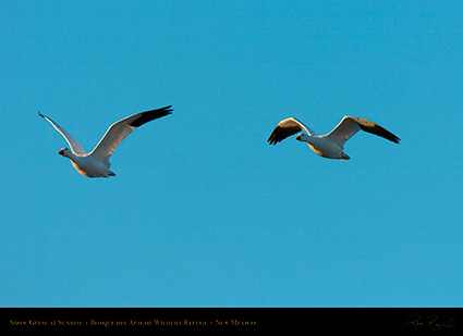 SnowGeese_atSunrise_4112