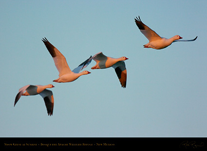 SnowGeese_atSunrise_4510