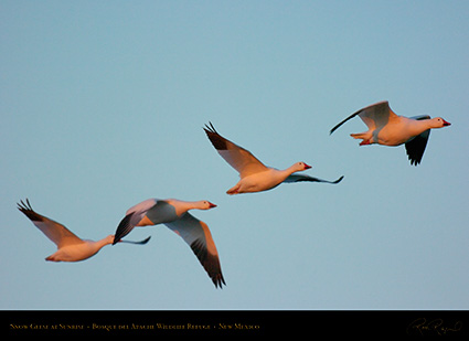 SnowGeese_atSunrise_4511