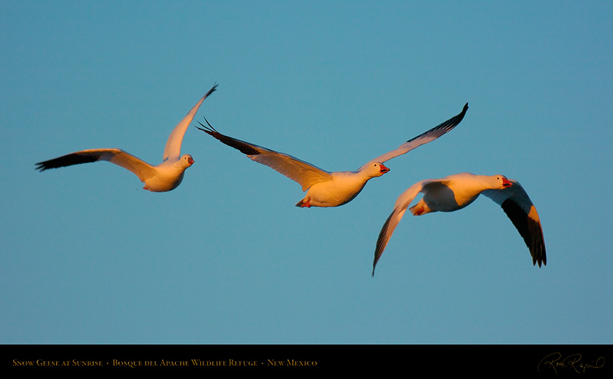 SnowGeese_atSunrise_4610_16x9