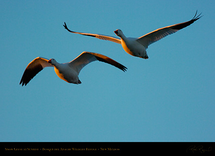 SnowGeese_atSunrise_4640