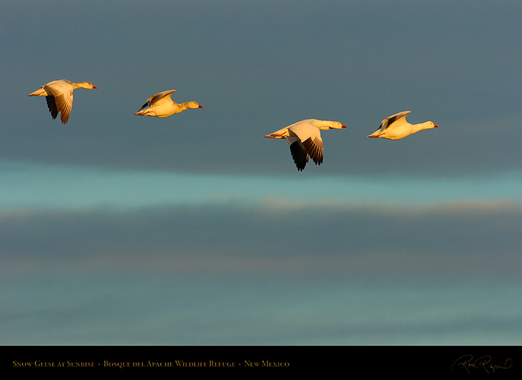 SnowGeese_atSunrise_6340