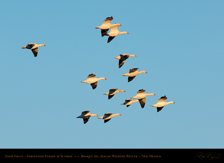 SnowGeese_atSunrise_X6323