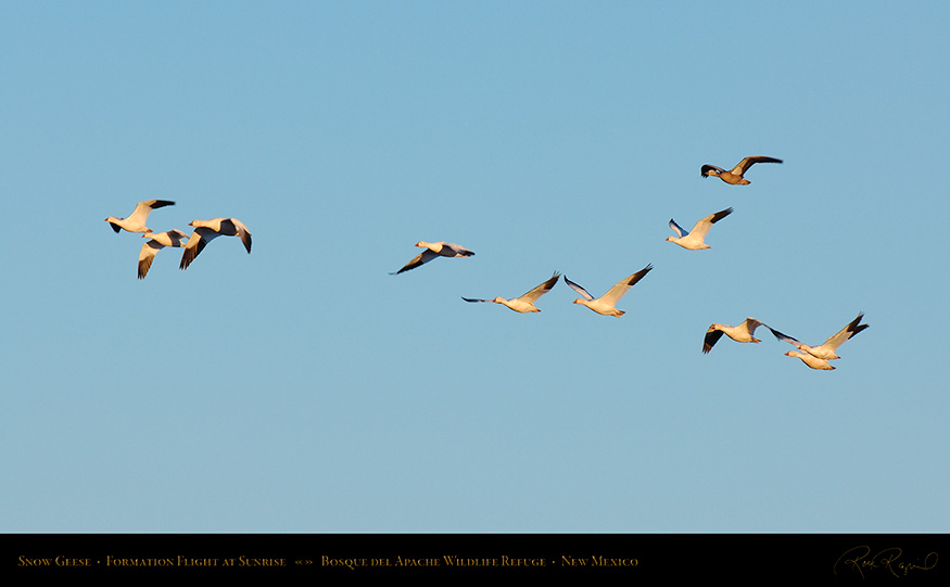 SnowGeese_atSunrise_X6335_16x9