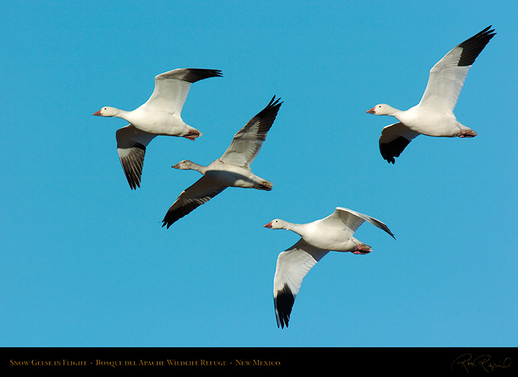 SnowGeese_inFlight_2059