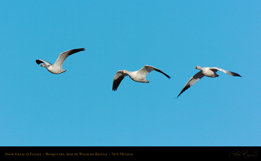 SnowGeese_inFlight_2141_16x9