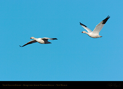 SnowGeese_inFlight_2143