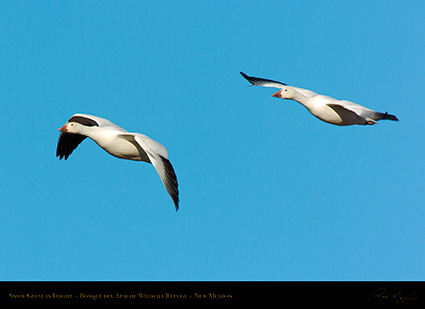 SnowGeese_inFlight_2144