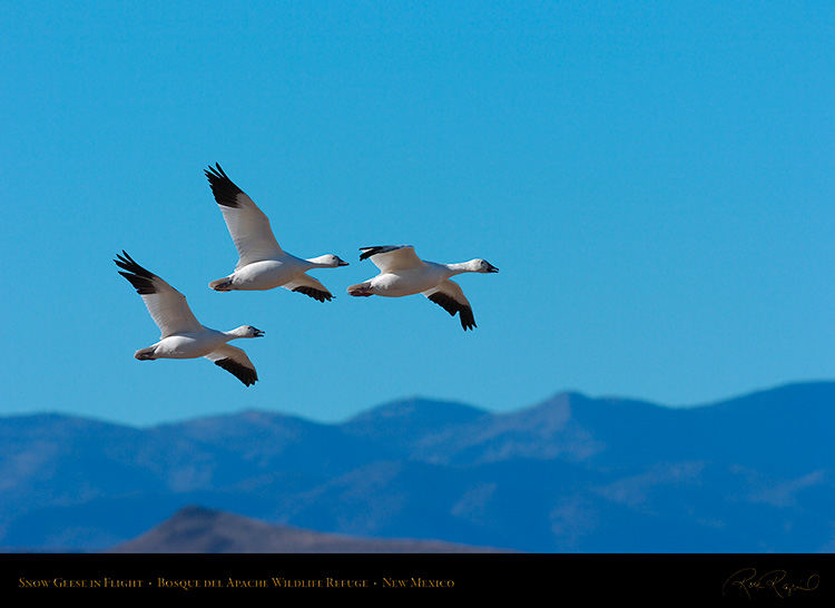 SnowGeese_inFlight_2190