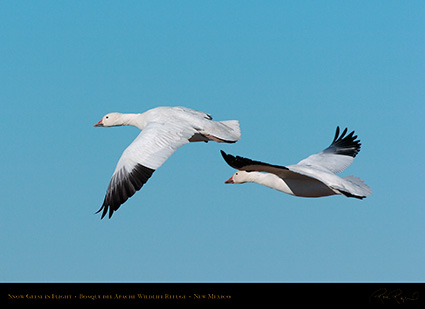 SnowGeese_inFlight_2242