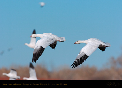 SnowGeese_inFlight_2244