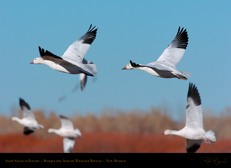 SnowGeese_inFlight_2245