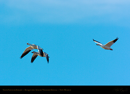 SnowGeese_inFlight_2962