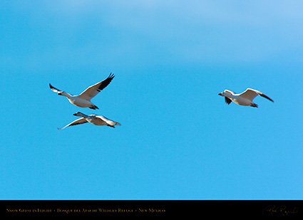 SnowGeese_inFlight_2963