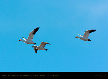 SnowGeese_inFlight_2964