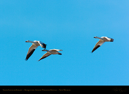 SnowGeese_inFlight_2965