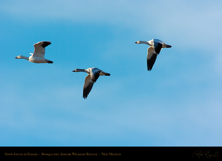 SnowGeese_inFlight_2967