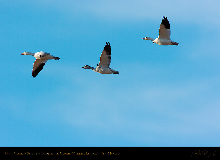 SnowGeese_inFlight_2968