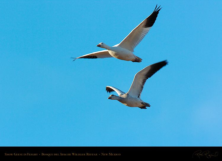 SnowGeese_inFlight_2980