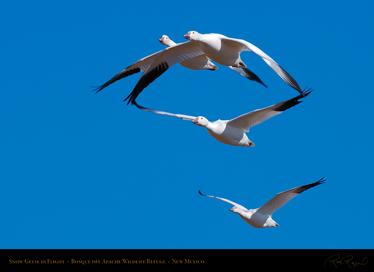 SnowGeese_inFlight_X3801