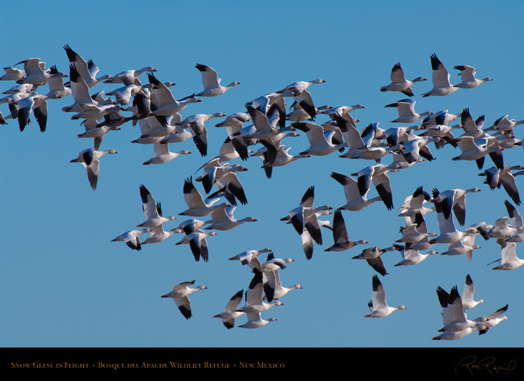 SnowGeese_inFlight_X9474