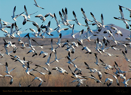 SnowGeese_inFlight_X9488