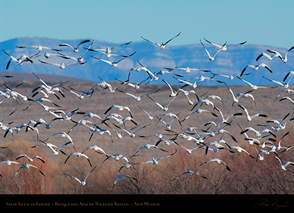 SnowGeese_inFlight_X9489