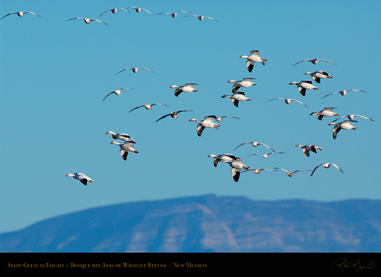 SnowGeese_inFlight_X9494