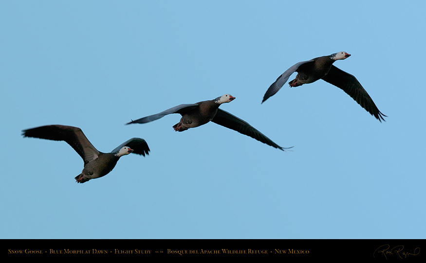 SnowGoose_BlueMorph_DawnFlightStudy_XXL