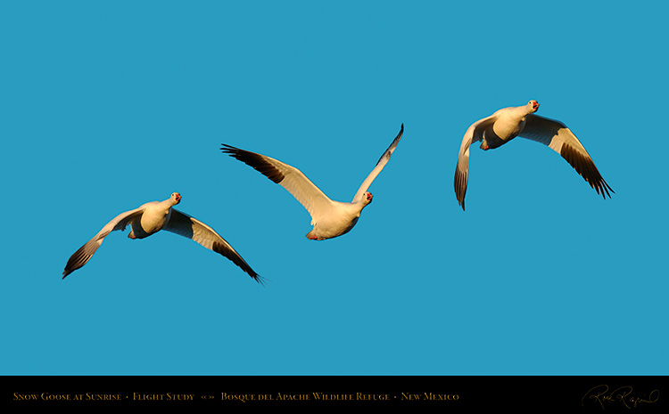 Snow_Goose_Flight_Study_4103-05_SXL