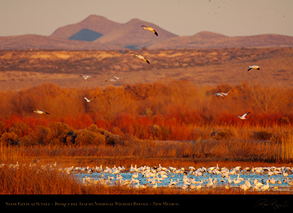 Bosque_SnowGeese_atSunset_X3480