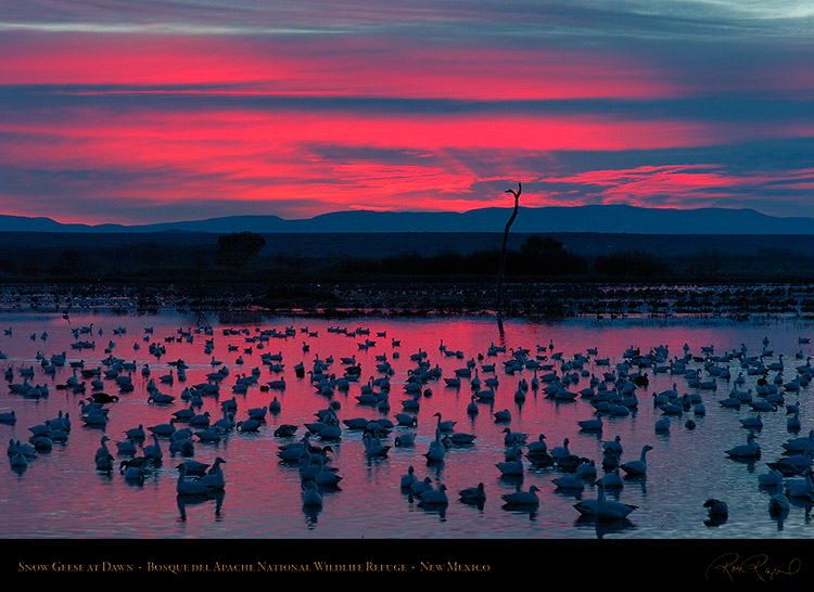 Bosque_del_Apache_Dawn_2219