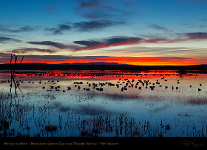 Bosque_del_Apache_Dawn_X8717