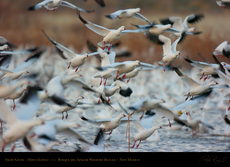 SnowGeese_DawnFlyout_4367