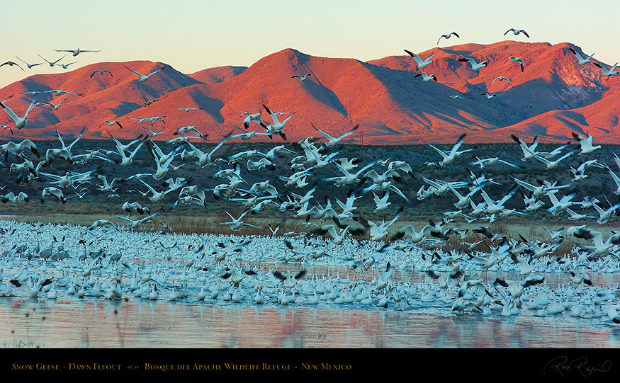 SnowGeese_DawnFlyout_6449_16x9