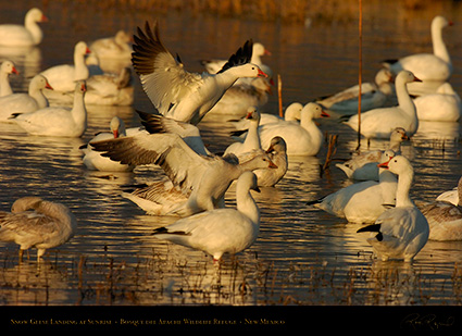 SnowGeese_Landing_atSunrise_3681